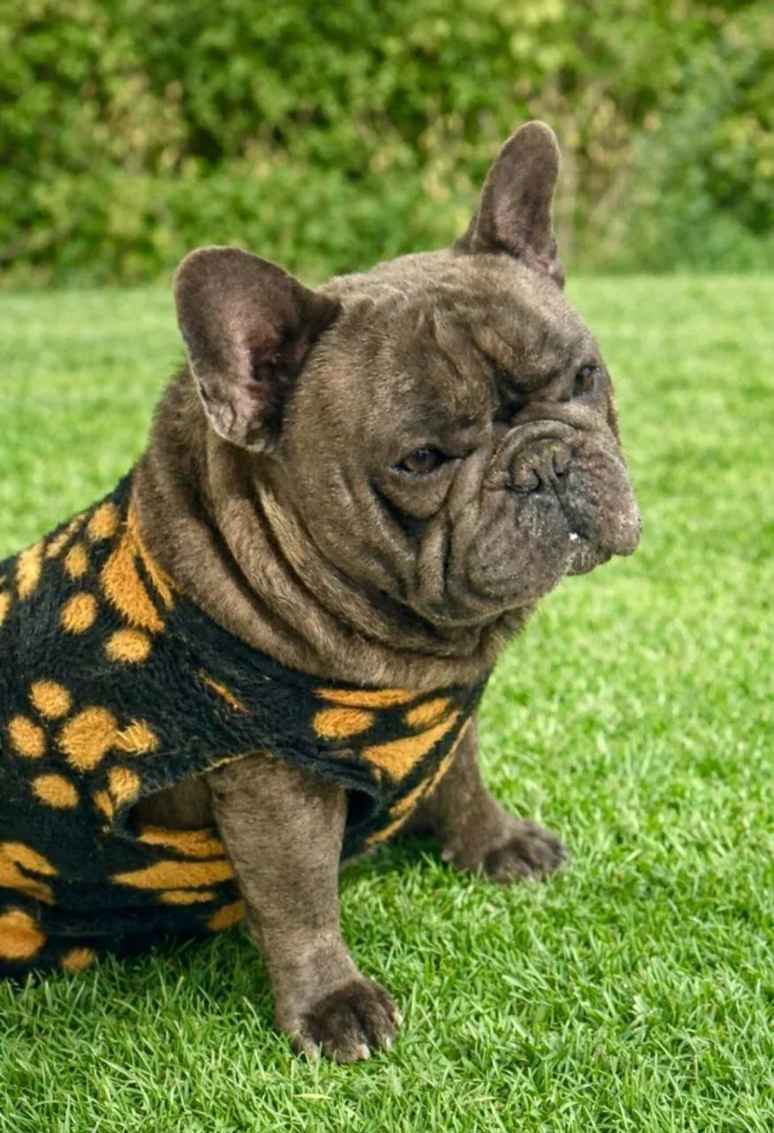 Bulldog frances  (cruza)