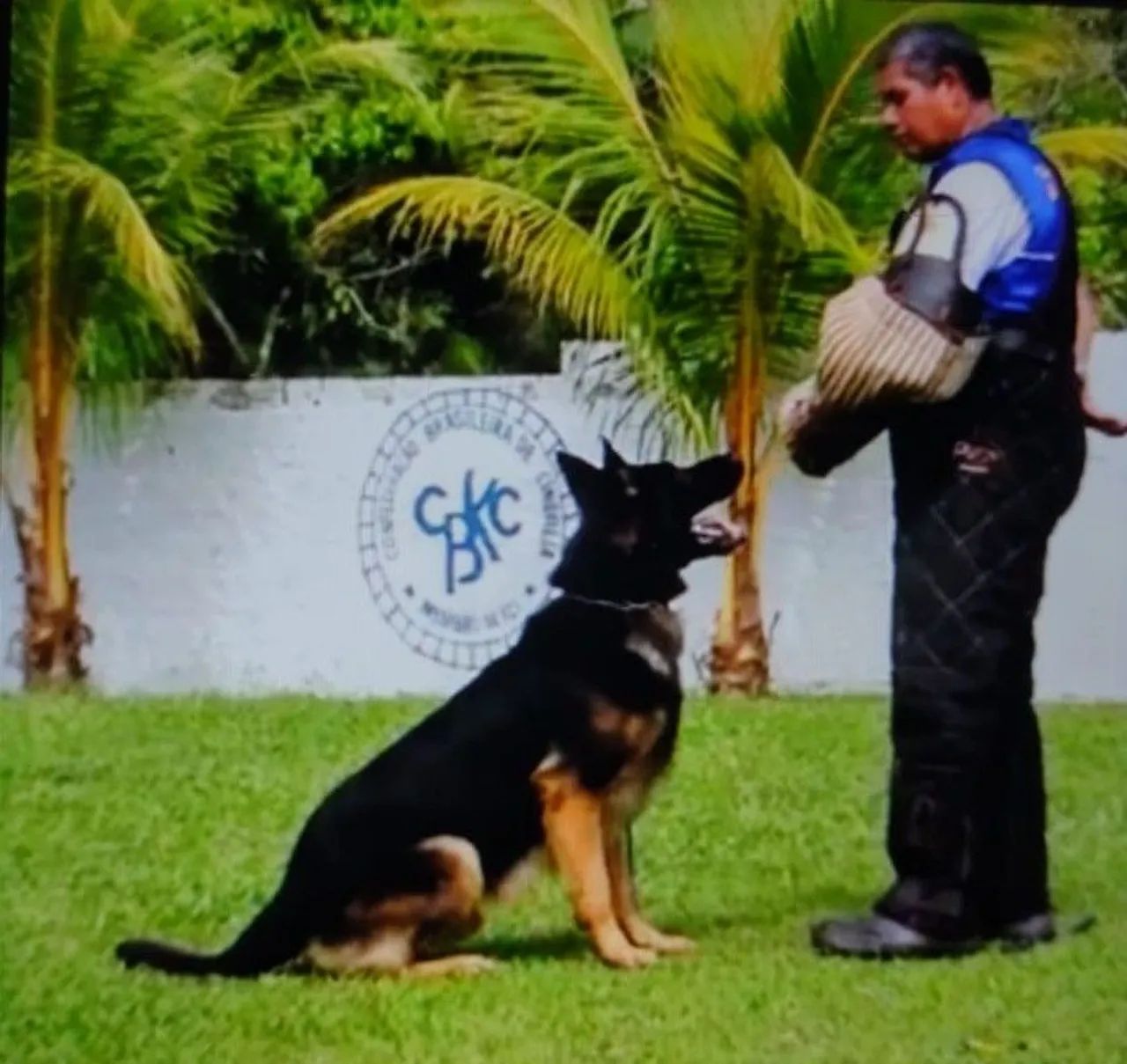 Cães de guarda  - Foto 3