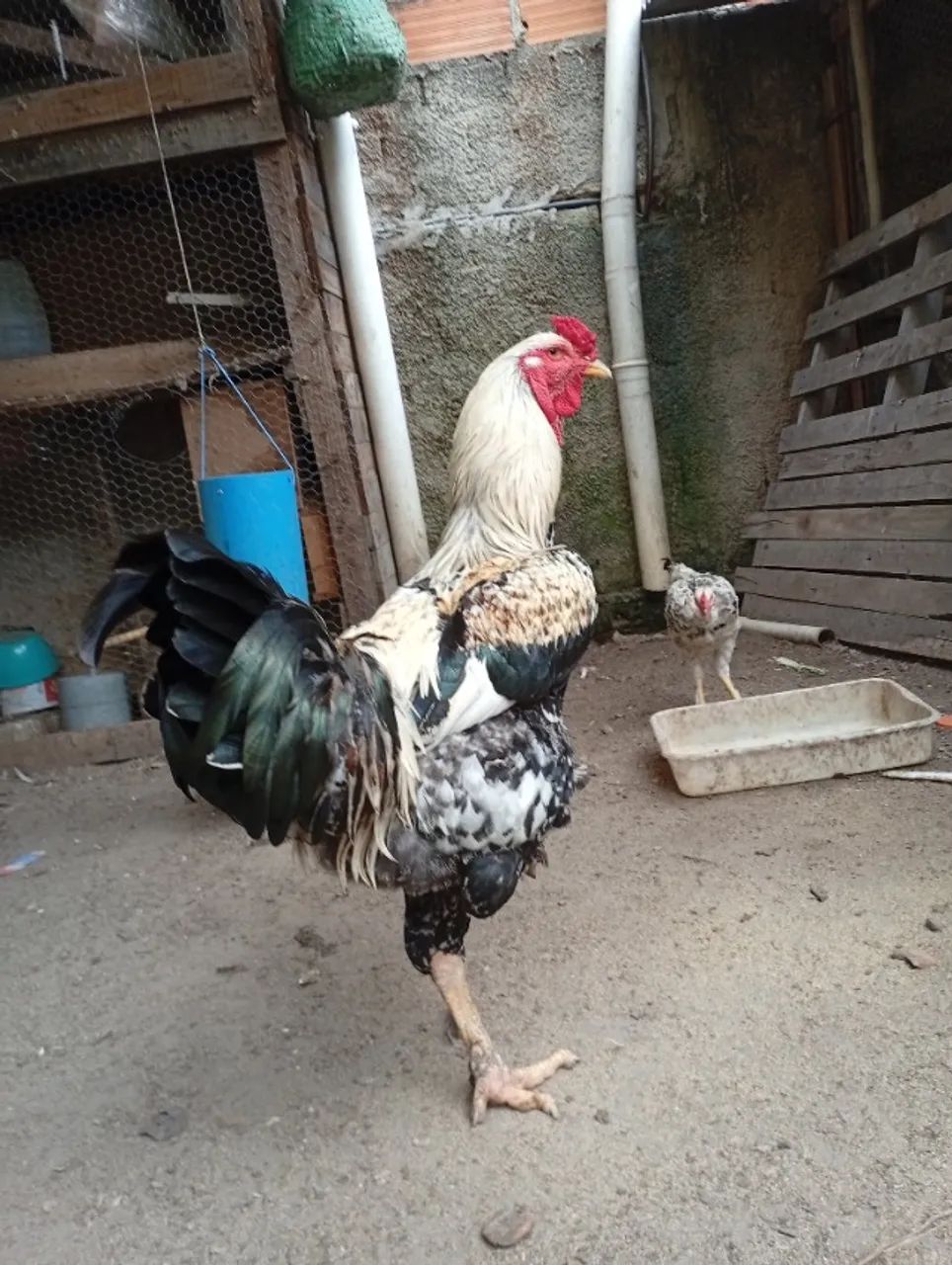 Galo 600,00 reais - Foto 2