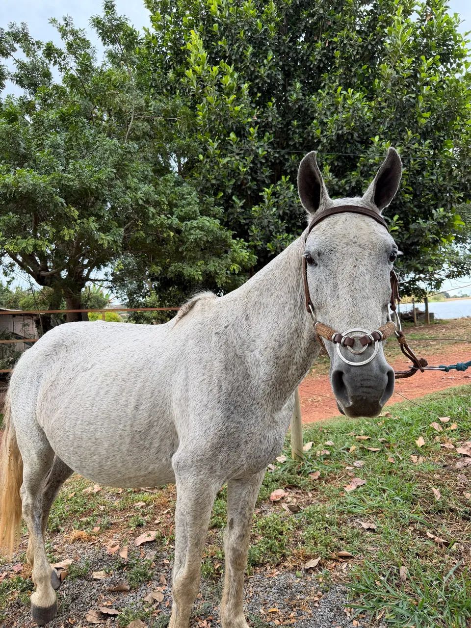 Égua com potra  - Foto 2