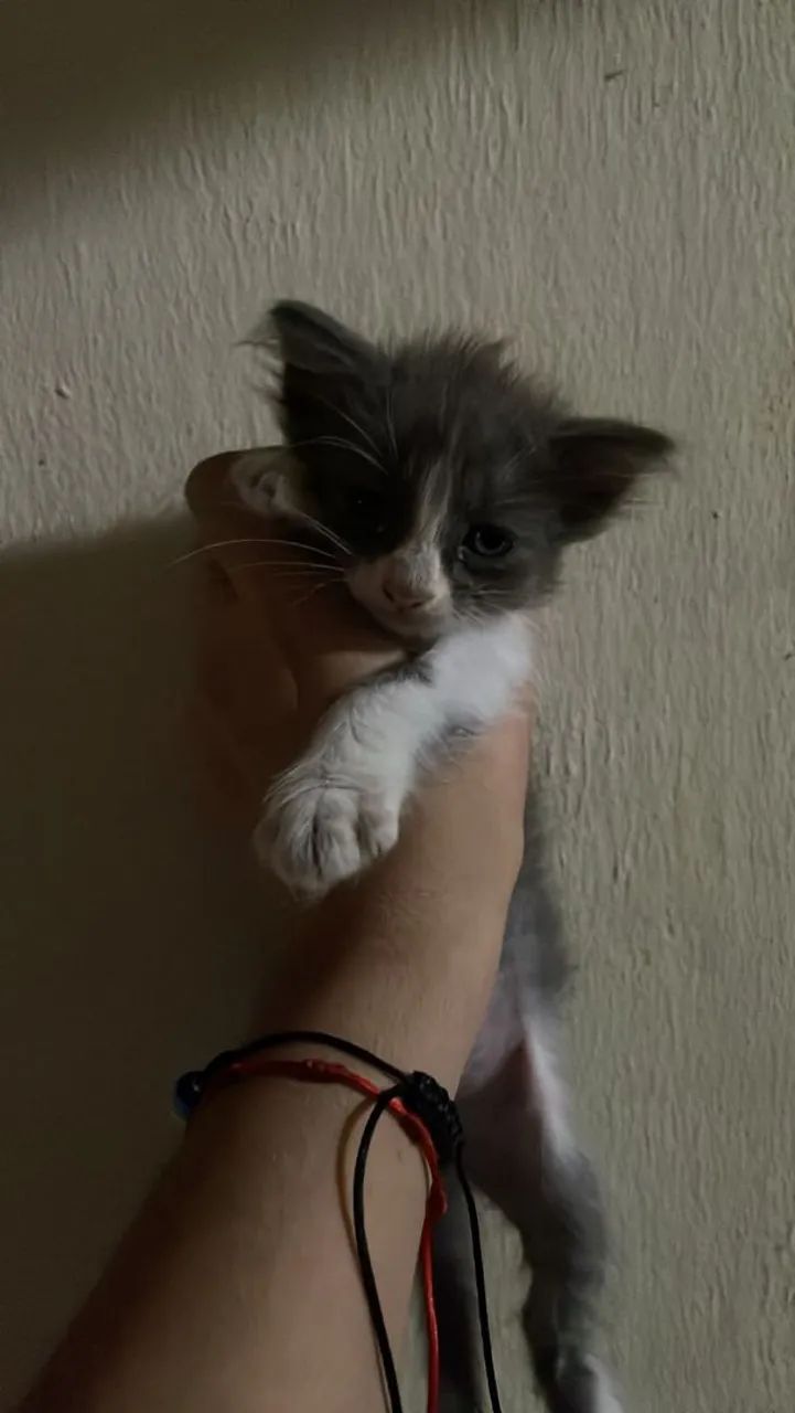 Filhote para doação gatinha - Foto 4