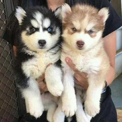 HUSKY Um Husky para transformar sua rotina.