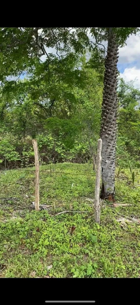 4 hectares na margem da CE 456 - Foto 3