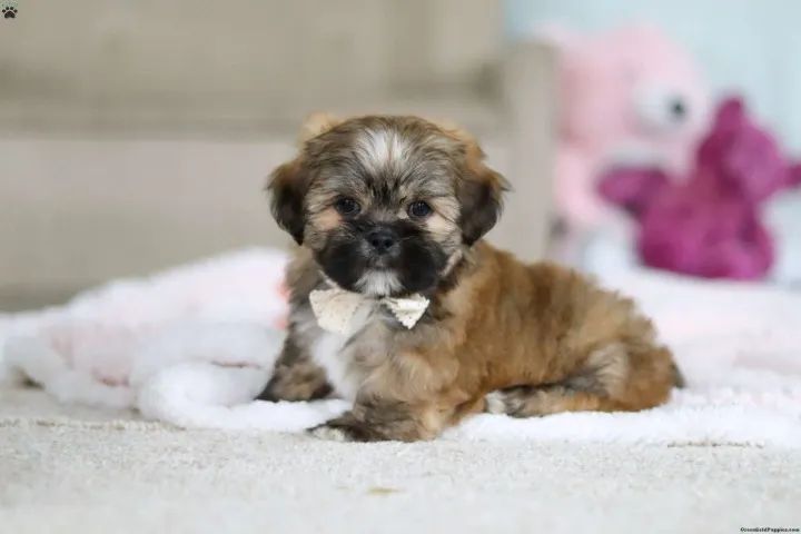 Lhasa Apso tranquilo - perfeito pra casa
