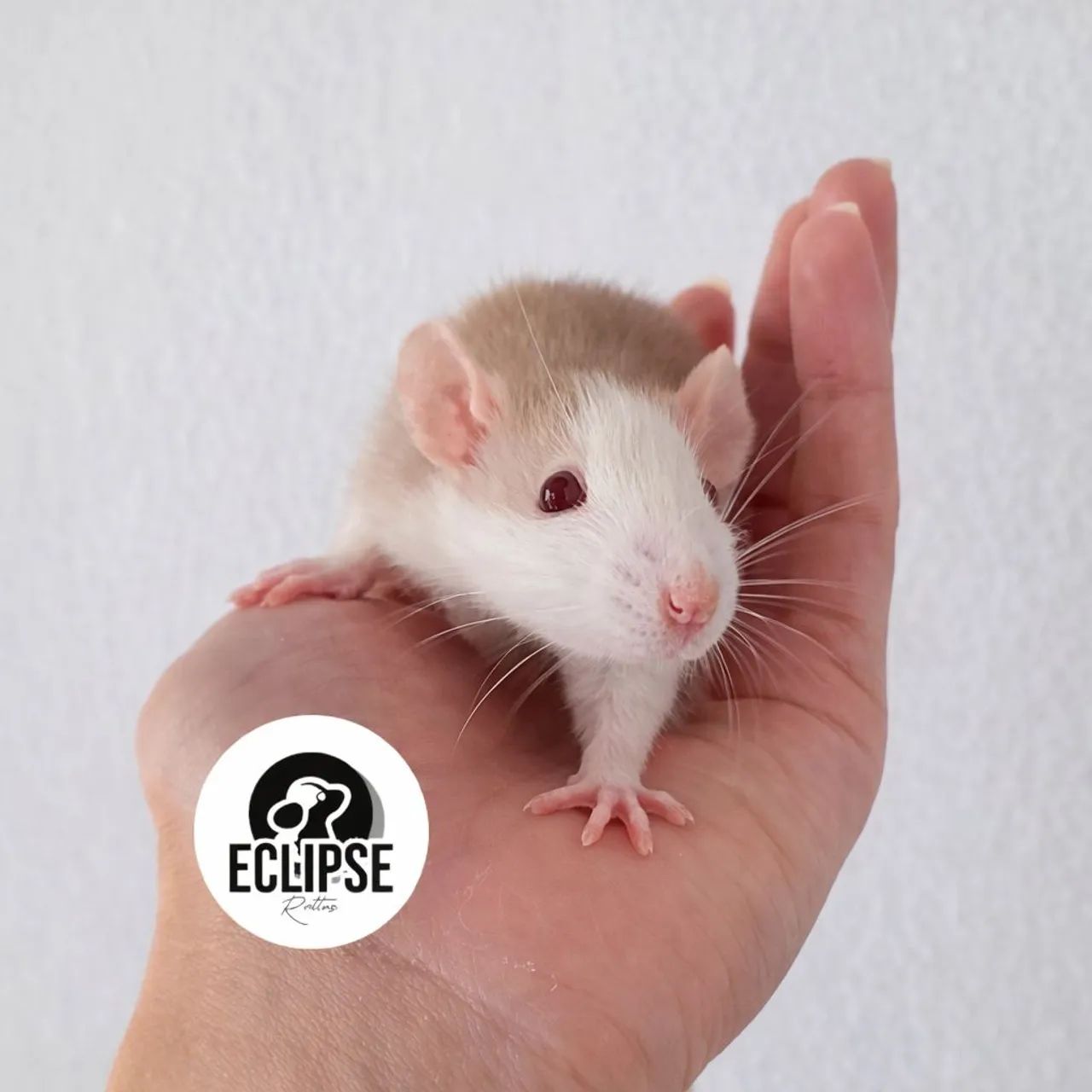 Rato Twister Filhotes - Bem Cuidados e Sociáveis