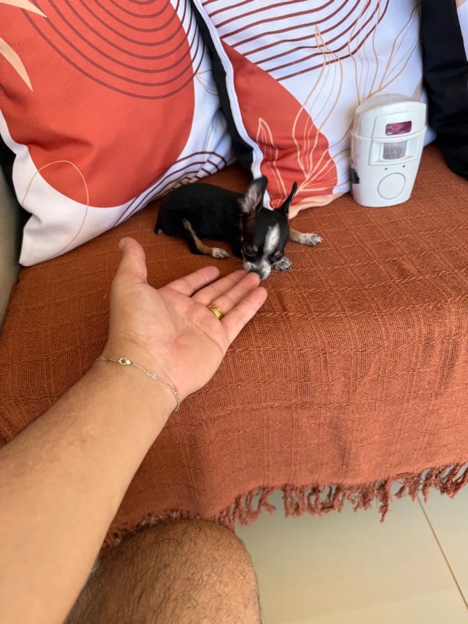 Pinscher macho zero  - Foto 3