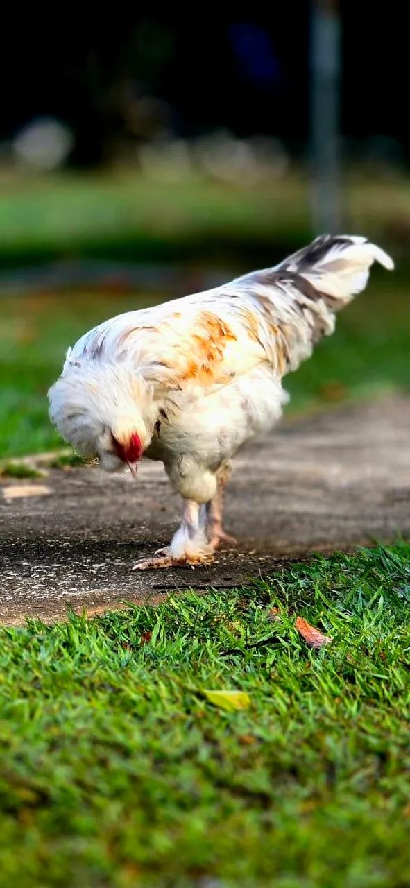 Galo da genetica de ovos verdes. - Foto 5