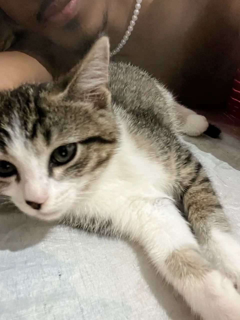 Gata de 2 meses  - Foto 2
