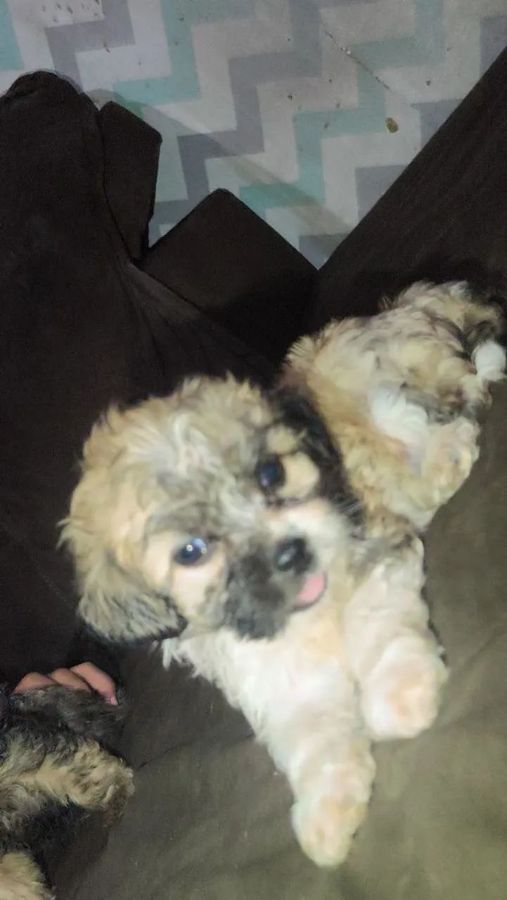 Cachorro. - Foto 3