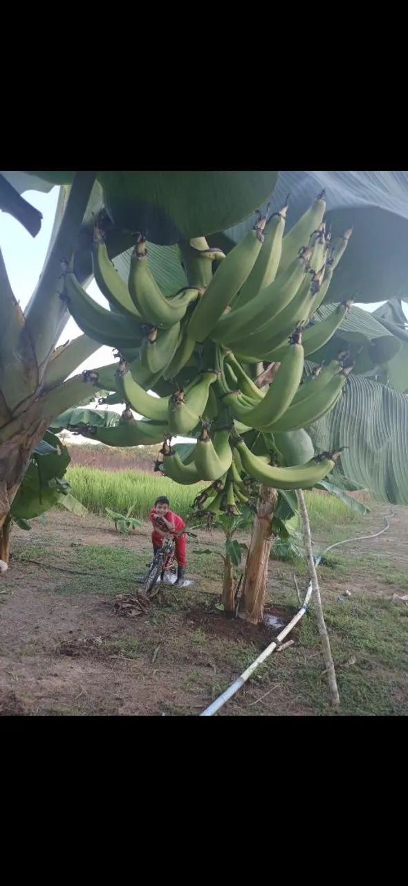 Mudas de bananas BRS TERRA ANÃ PACOVAN - Foto 4
