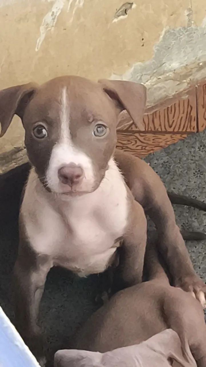 Vendo Filhote de pitbull - Foto 2