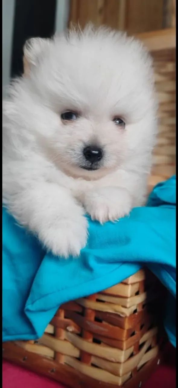 Spitz alemao  - Foto 2