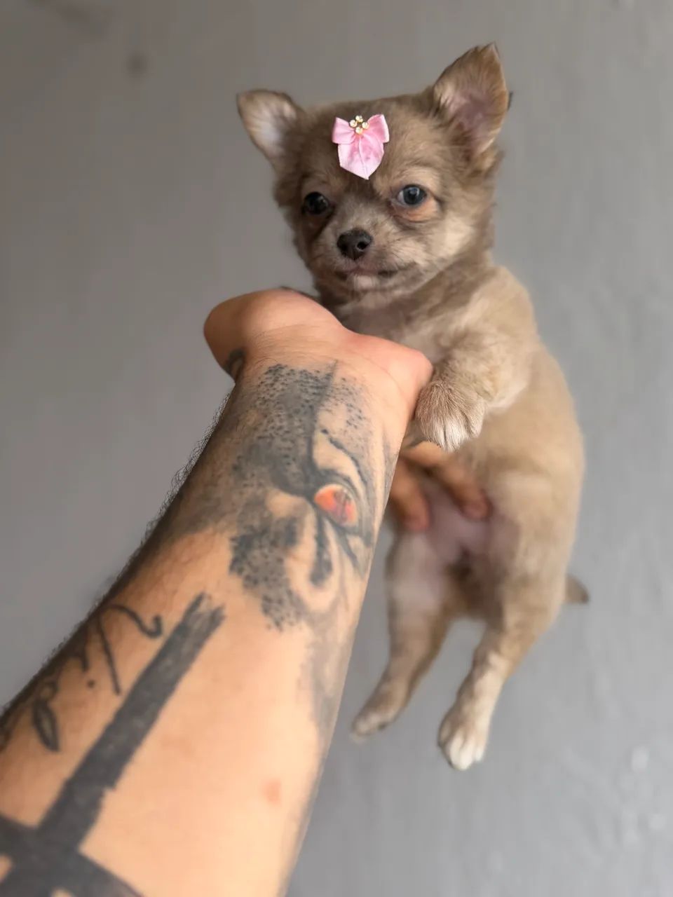 Chihuahua fêmeas pelo longo pedigree opcional  - Foto 4