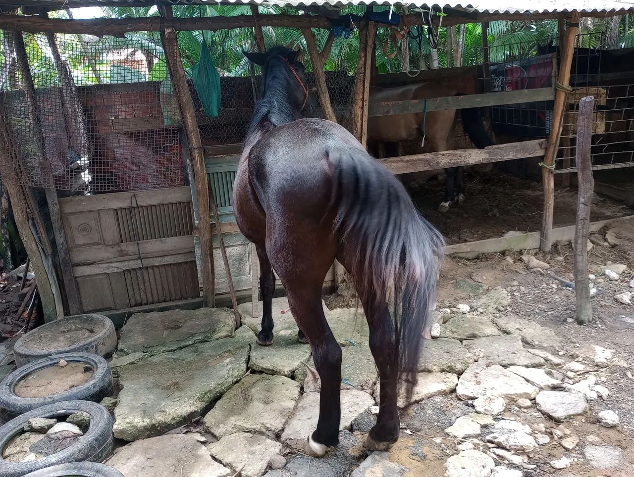 Oportunidade de adquirir seu lindo potro!!! - Foto 3