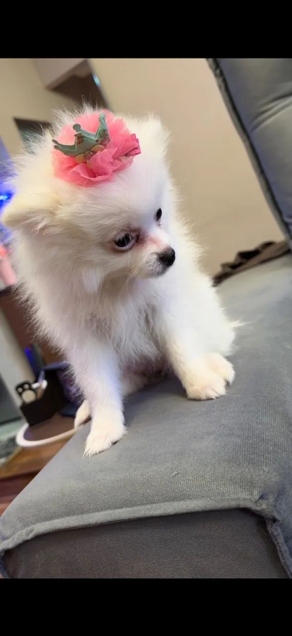 Lulu da Pomerania Fêmea 