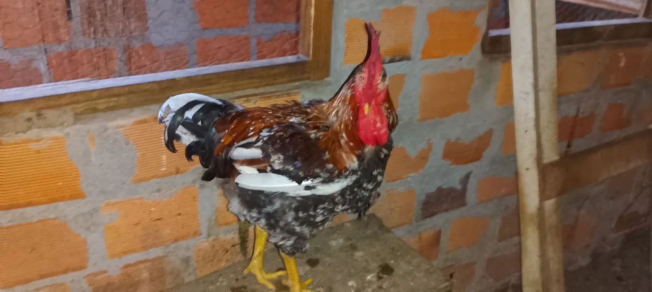 Vendo ovos GSB raça puríssima  - Foto 4
