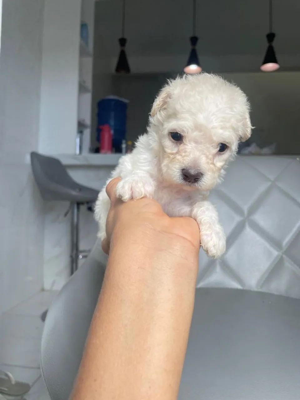 Poodle toyzinho  - Foto 5