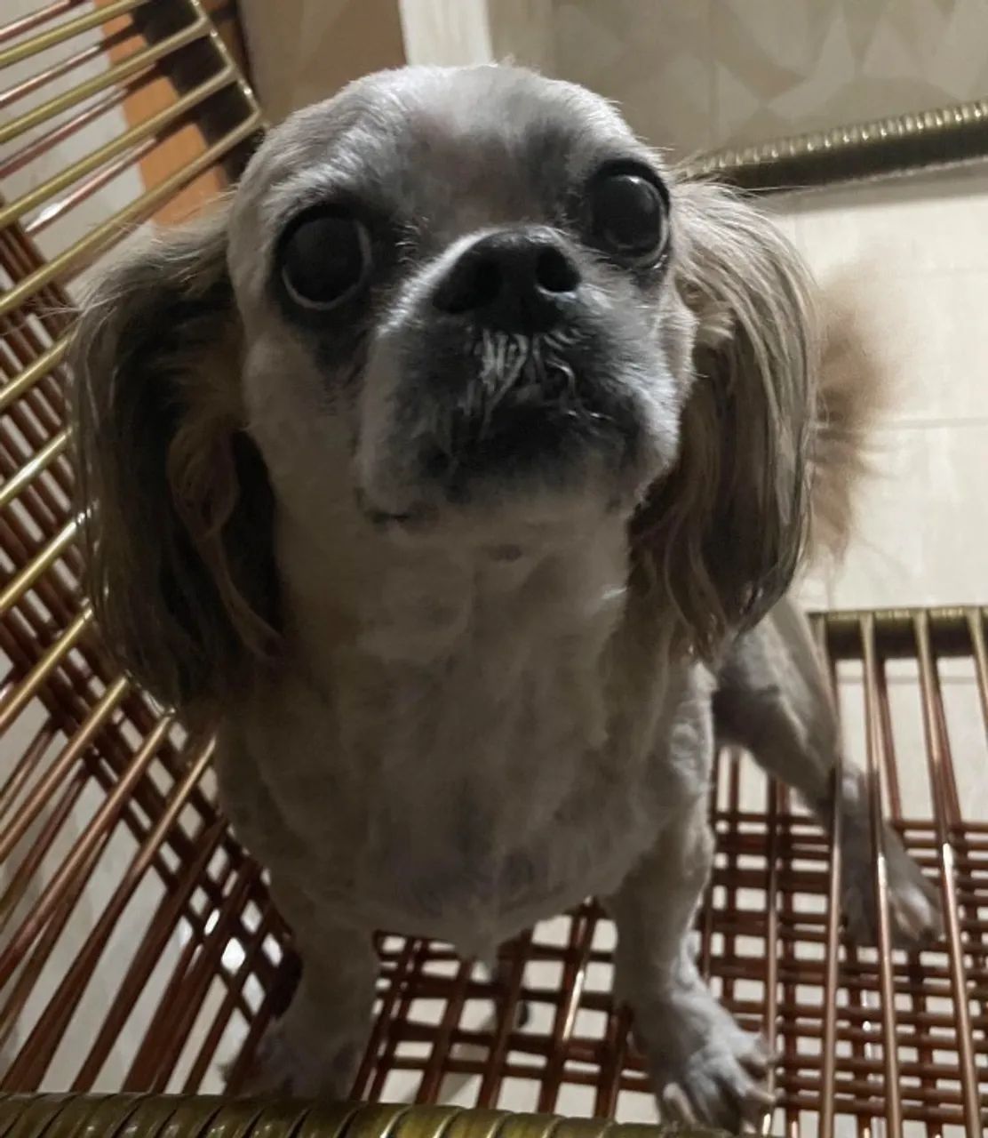 Cachorro - Foto 2