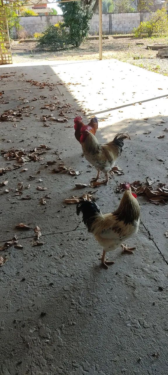 Vendo galos grandes e bonitos peso médio 2,6kg  - Foto 3