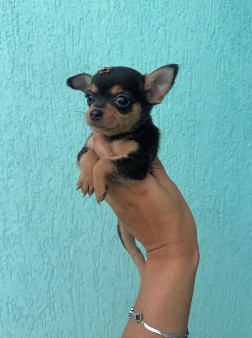 Pinscher 0 - Foto 3
