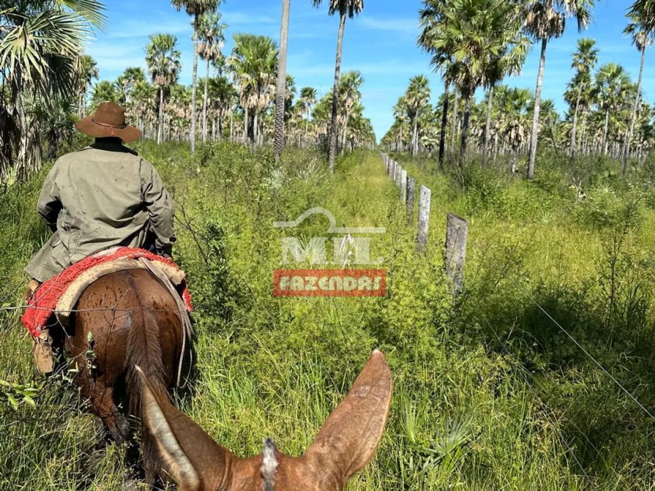 Fazenda 4.600 Hectares Corumbá - MS - Foto 4
