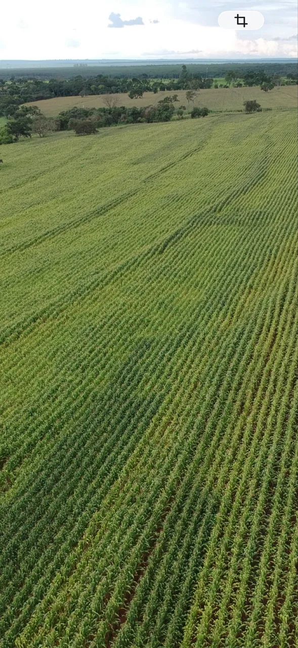 Fazenda próximo monte alegre se minas 58 hectares  - Foto 2