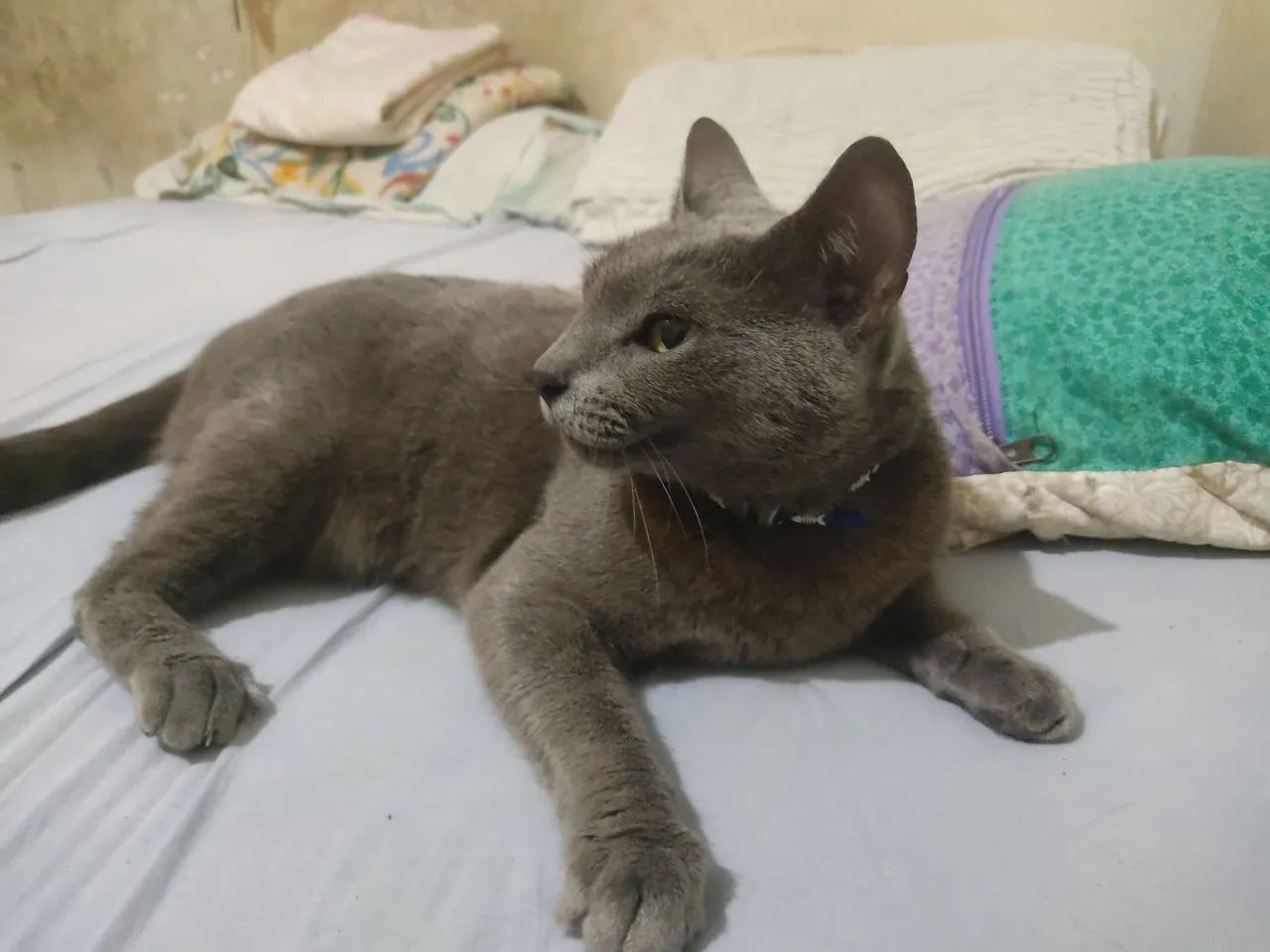Adoção responsável  - Foto 4