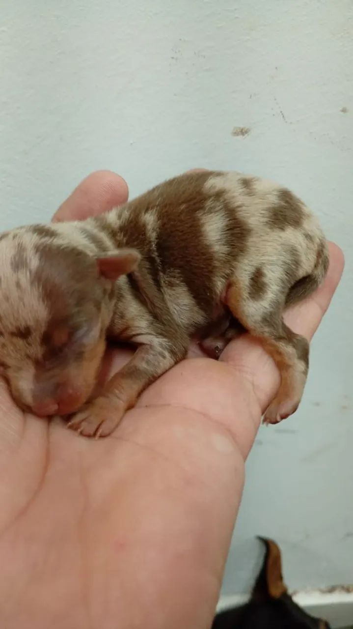 Pinscher zero