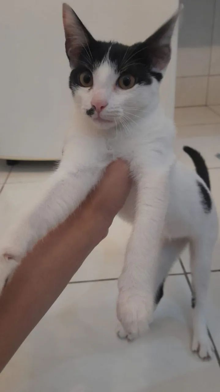 DOAÇÃO DE GATA 