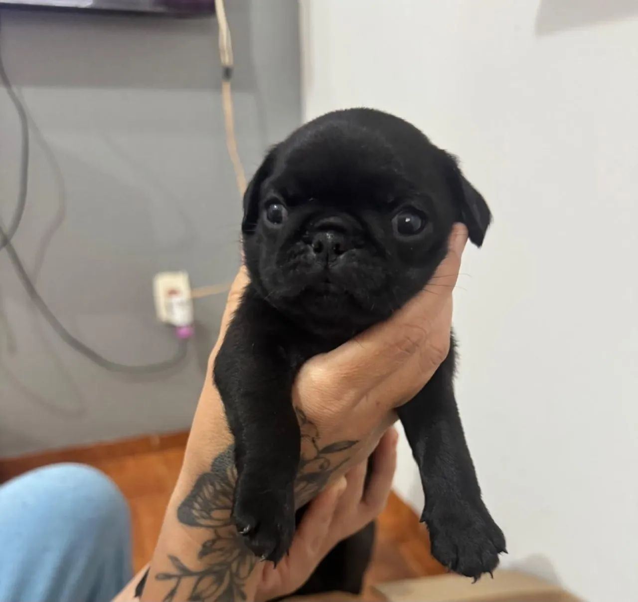 Pug macho  - Foto 2