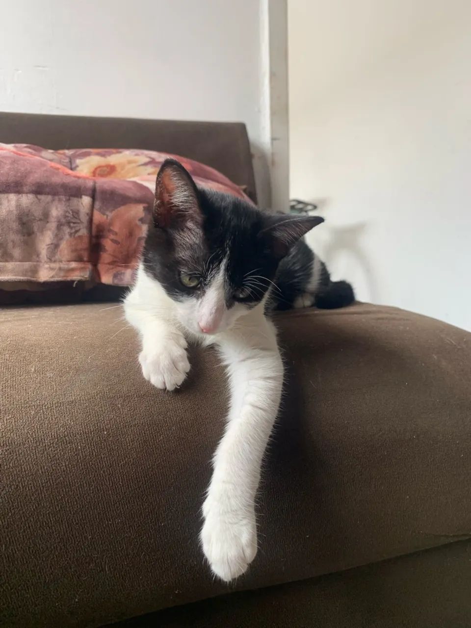 Gato macho  - Foto 2