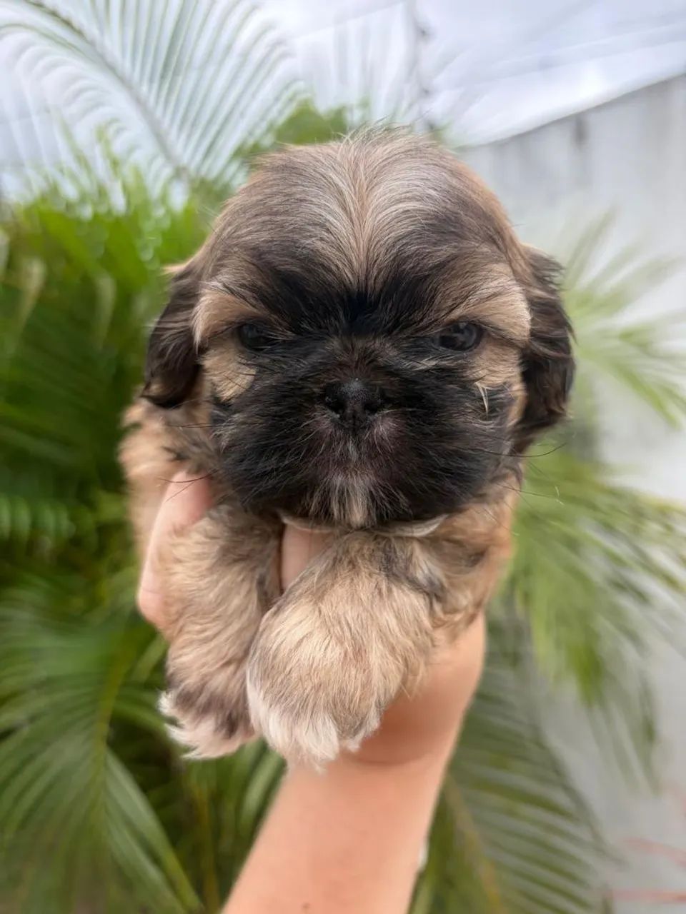 SHIH TZU MACHOS - Foto 3