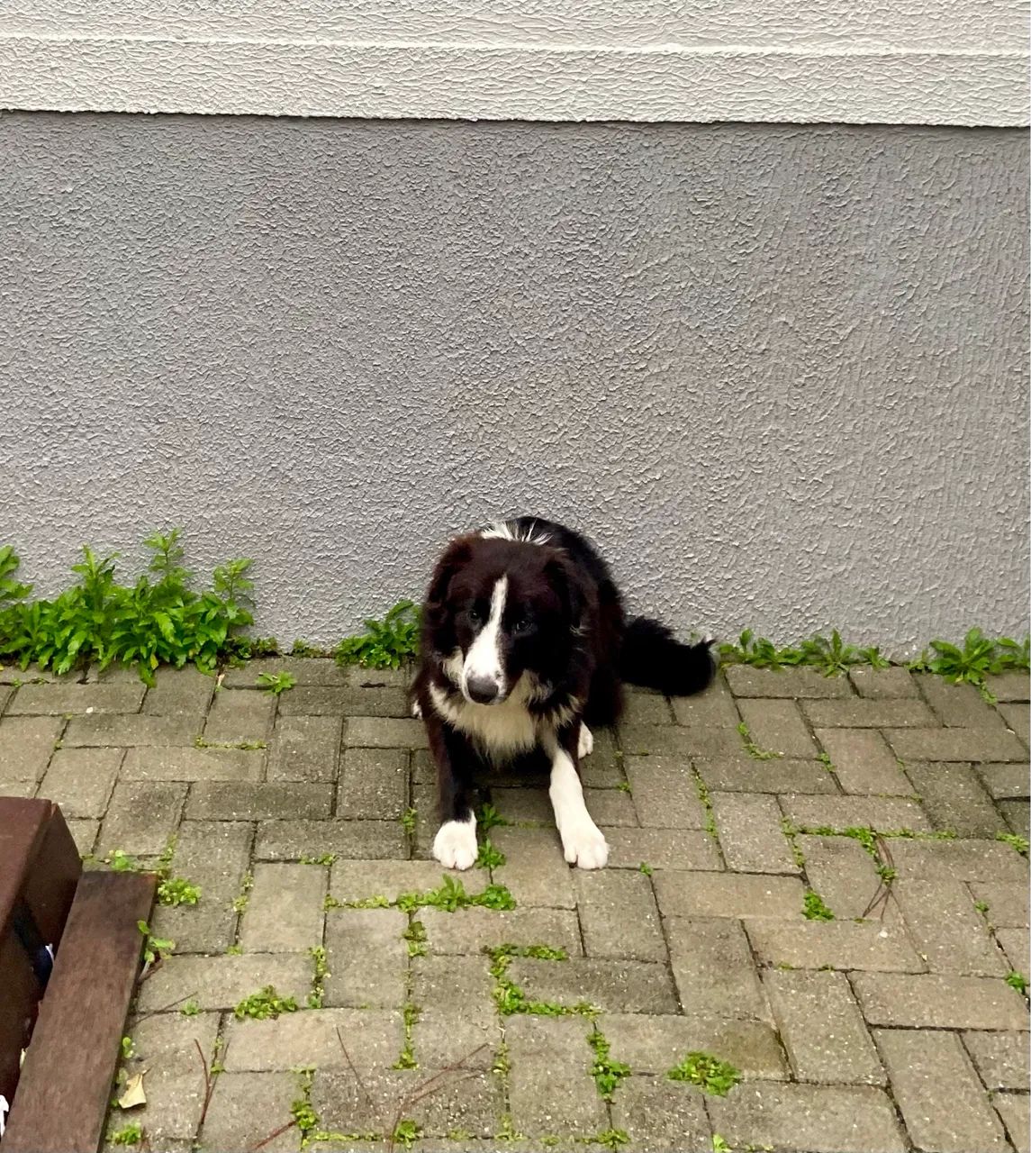 Border collie 8 meses 