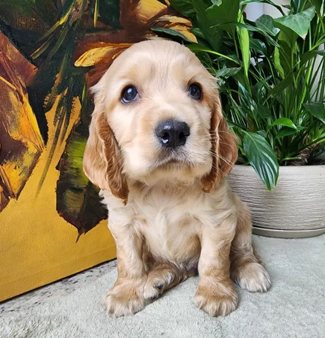 Alegres e Companheiros!! Cocker Com Pedigree Disponível!! 