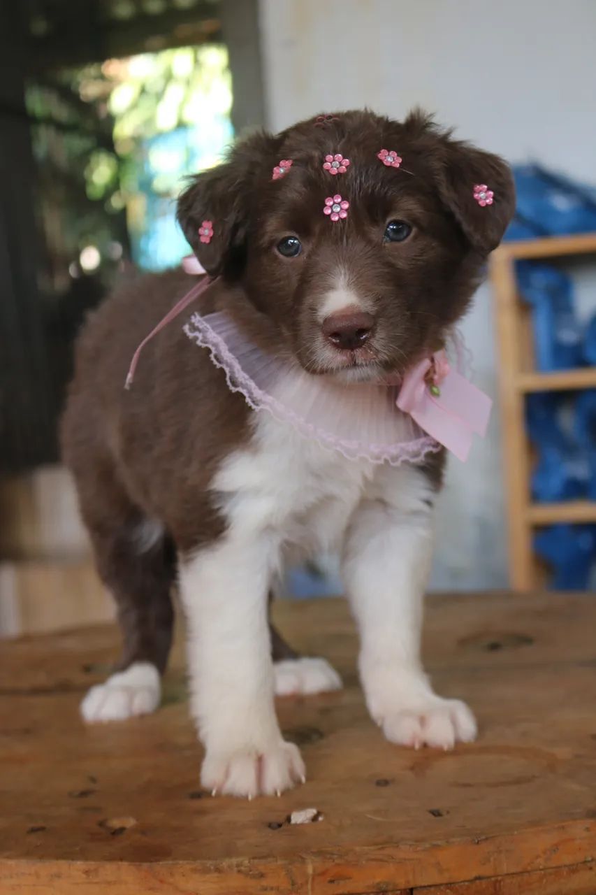 BORDER COLLIE FILHOTES 