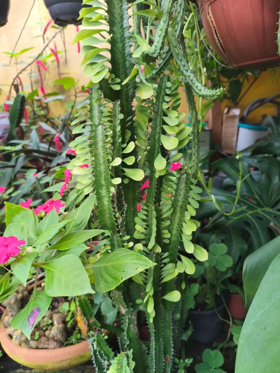 Planta saudável  - Foto 3