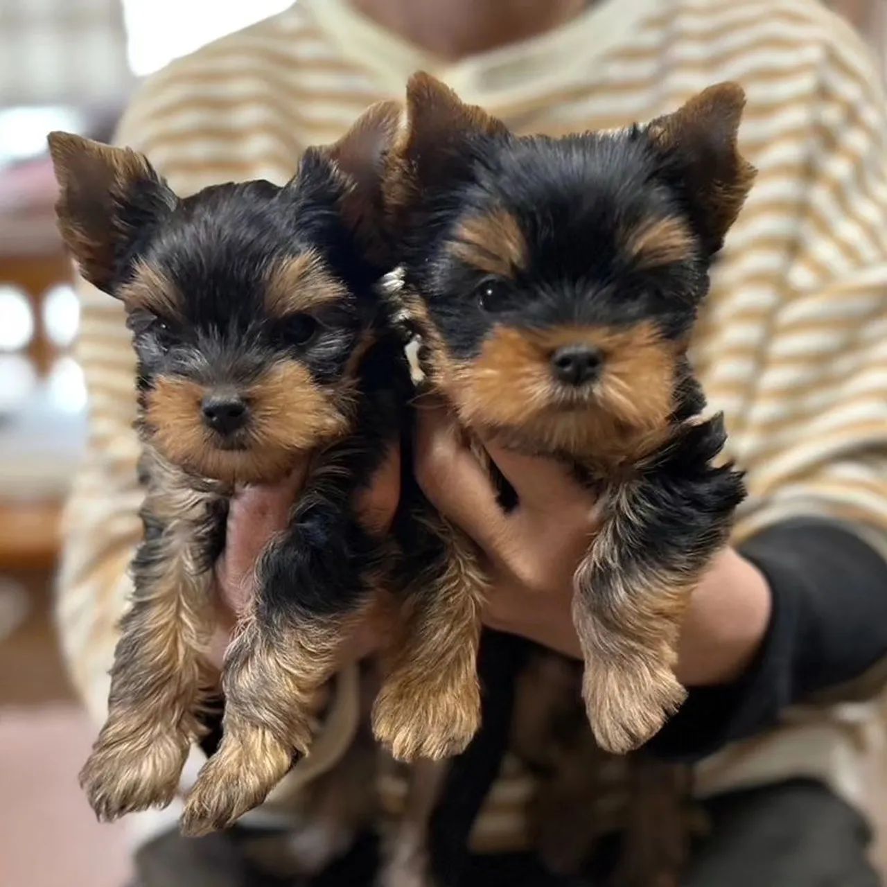 Yorkie Micro Mini Lindíssimo Macho e fêmea  - Foto 3
