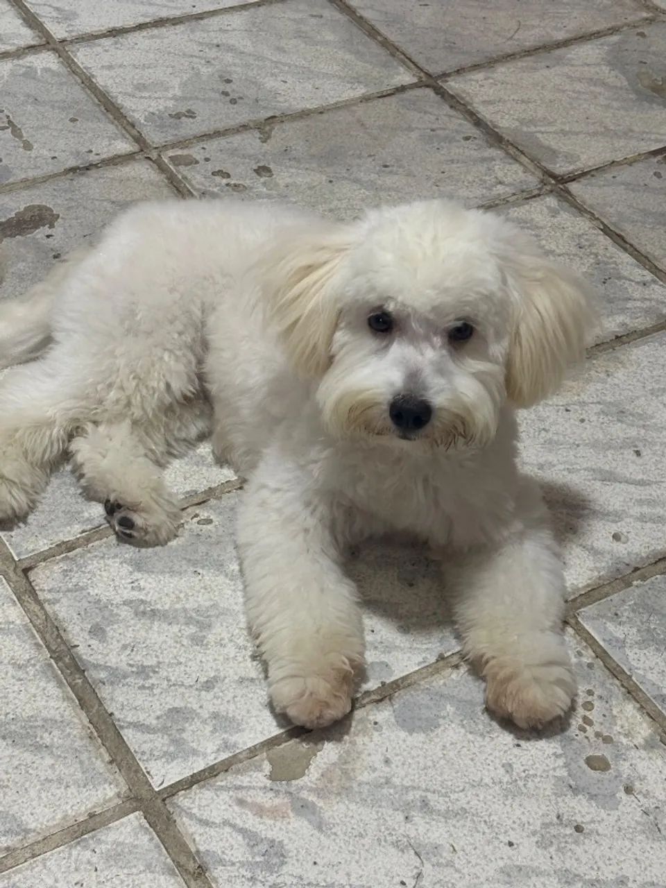 Vende-se cachorro poodle - Foto 4