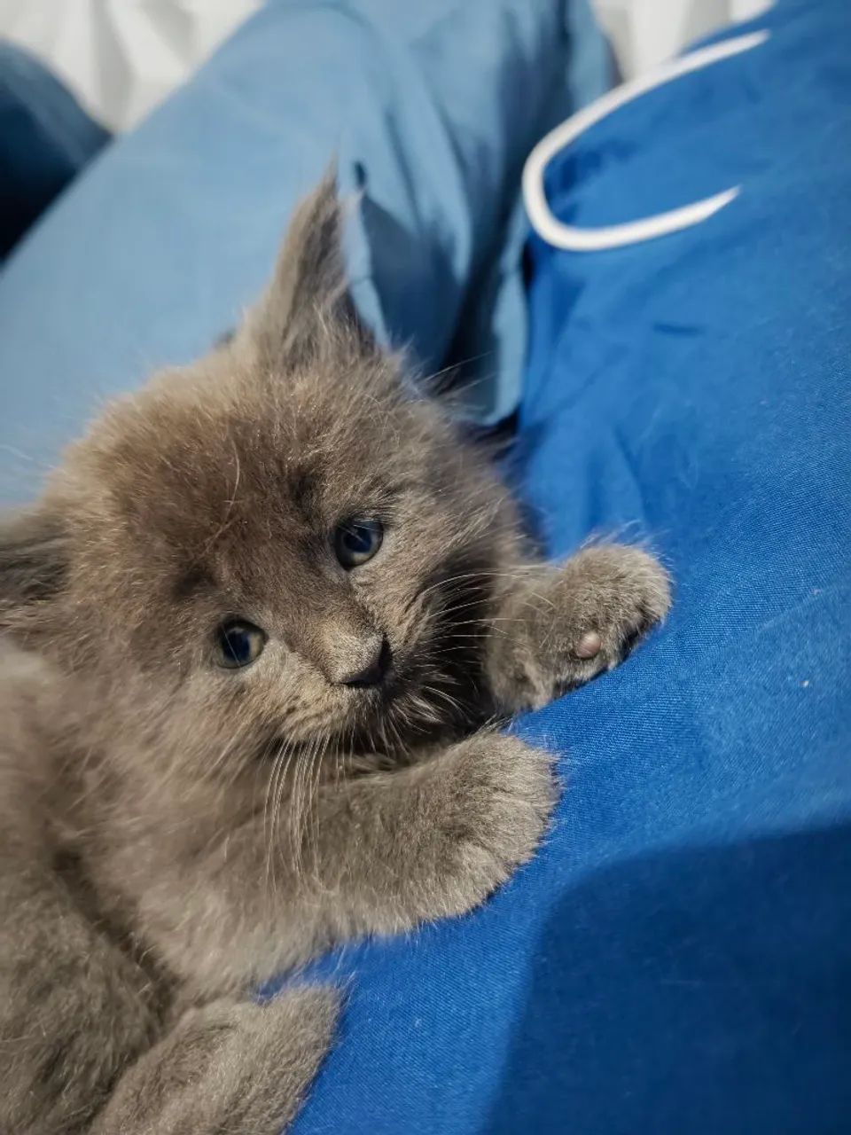 Maine coon azul silver - Foto 3