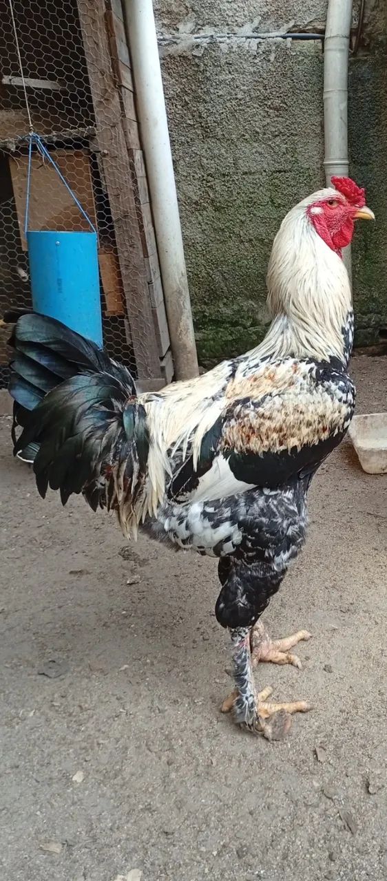 Galo 600,00 reais
