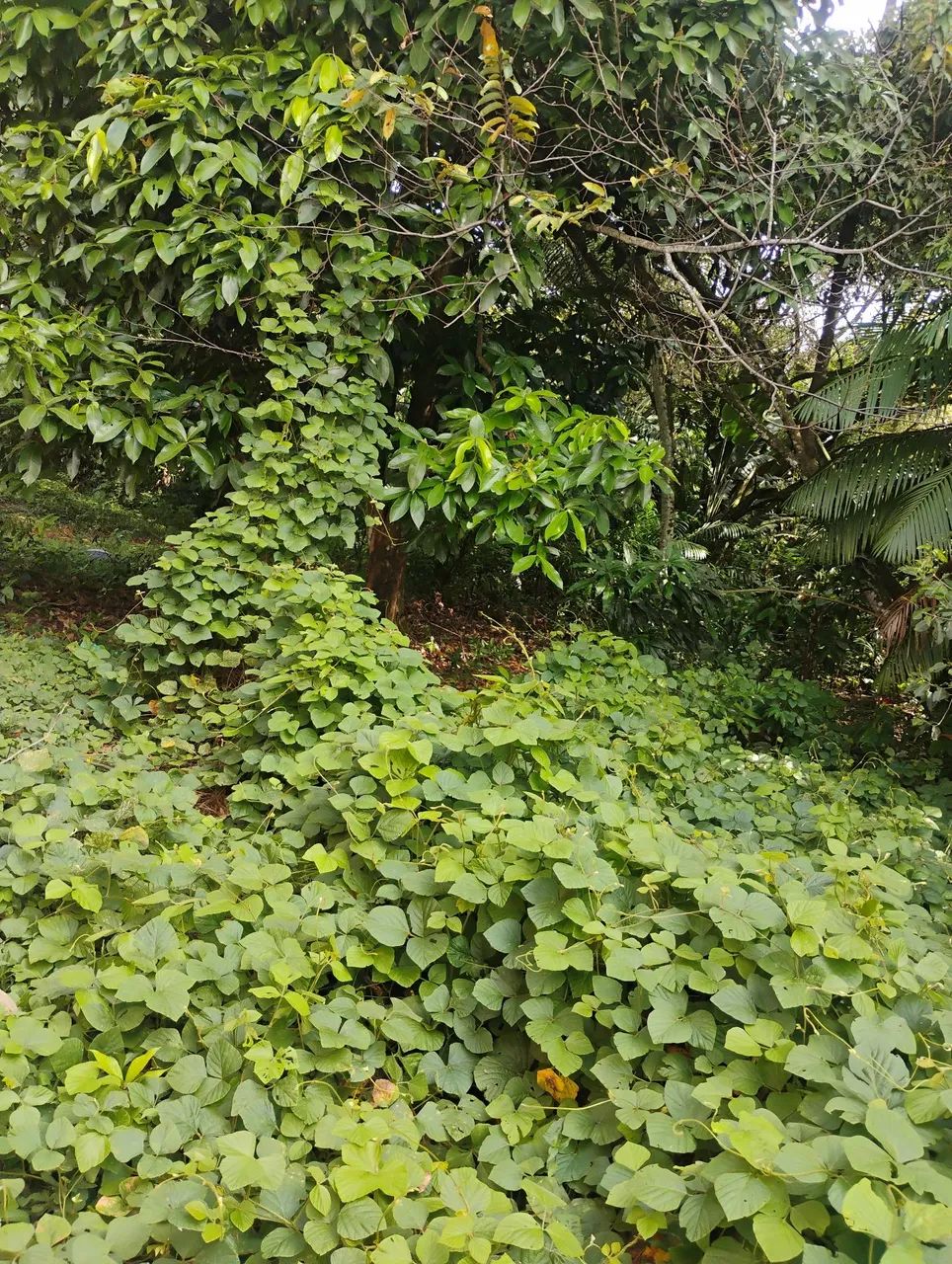 Terreno benevides - Foto 5