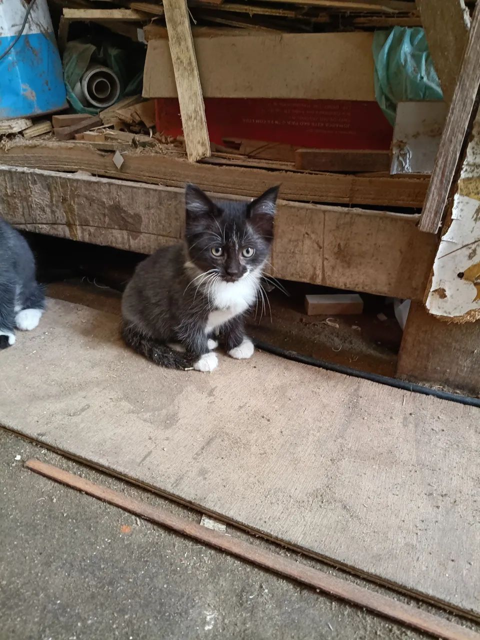 Gatos - Foto 4
