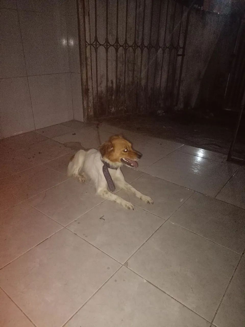 Cachorra pequeno porte  - Foto 4