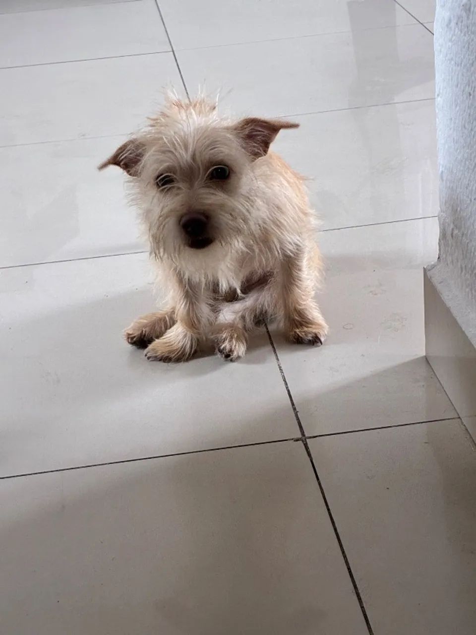 cachorro macho - Foto 2