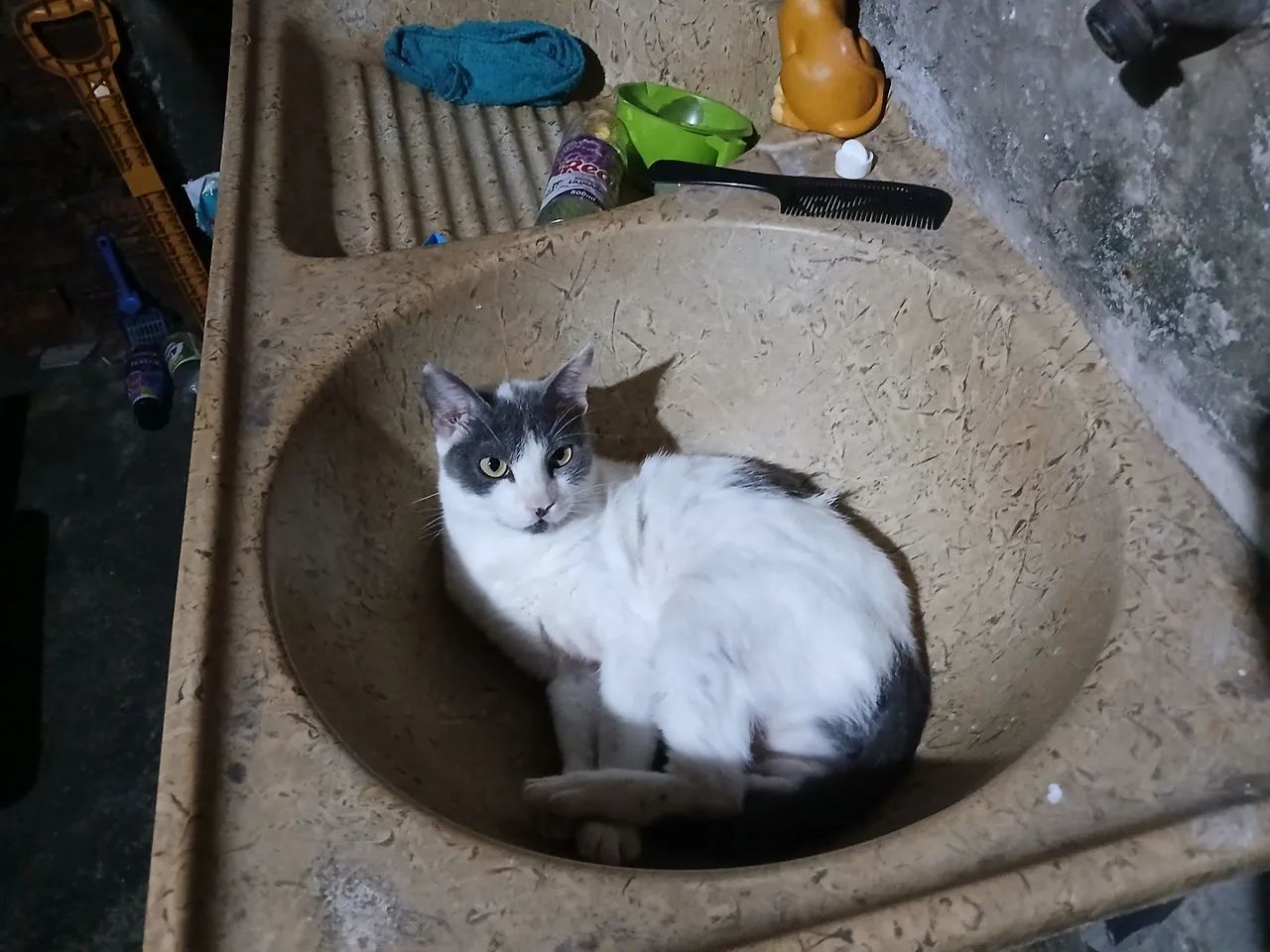 Adoção responsável  - Foto 3