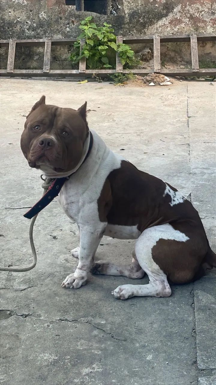 Pit Monster 