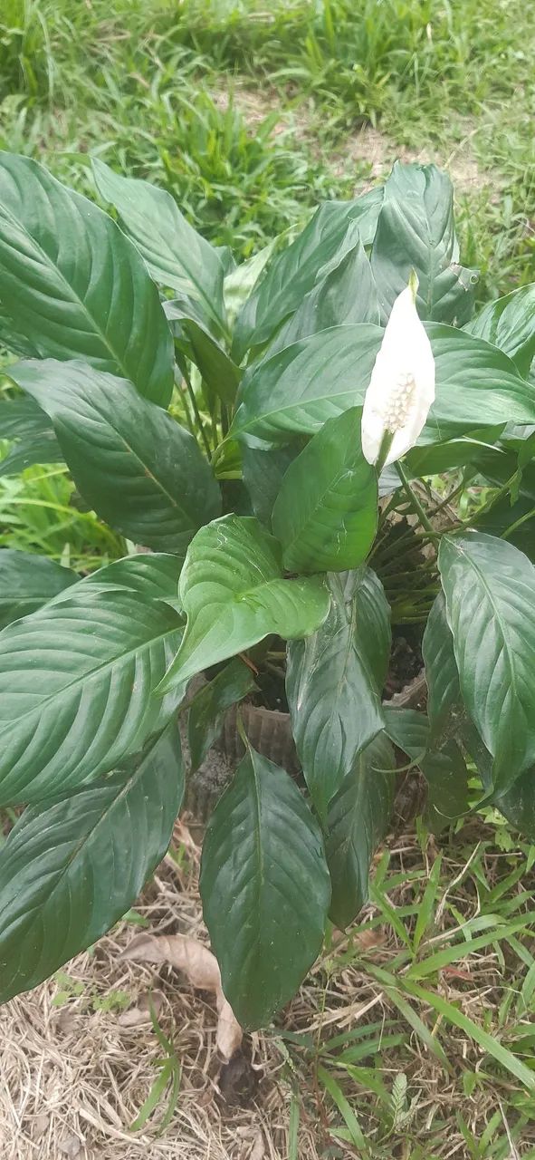 Venda plantas - Foto 4