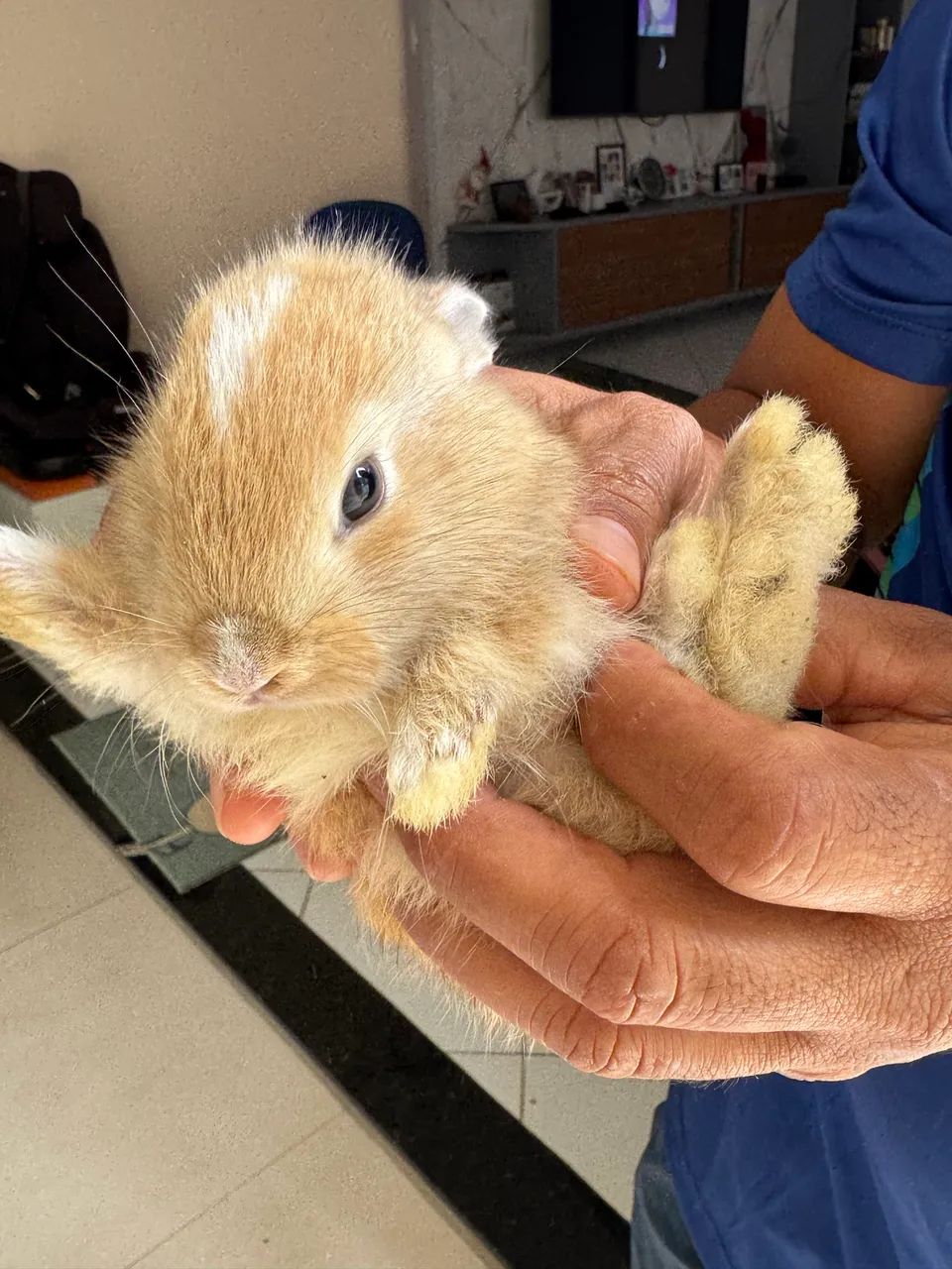 Vende-se filhotes de coelho - Foto 3