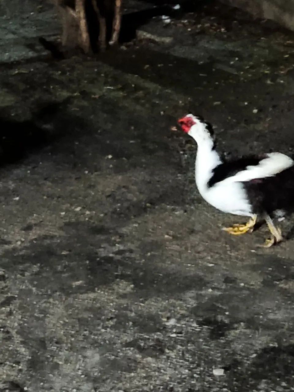 Pato - Foto 2
