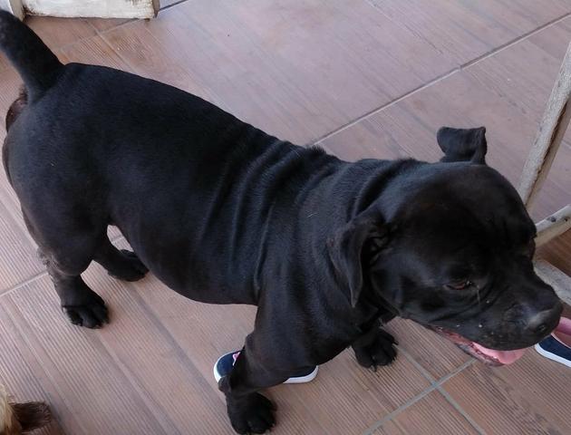 Procuro namorada American Bully